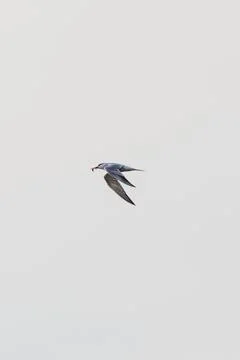 A Common Tern (Sterna hirundo) diving for fish photographed on Bull Island Du Stock Photos