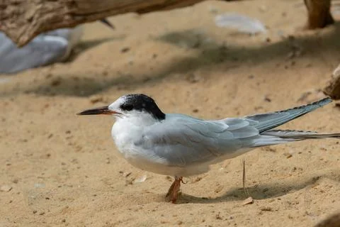 A Common Tern (Sterna hirundo) diving for fish photographed on Bull Island Du Foto stock