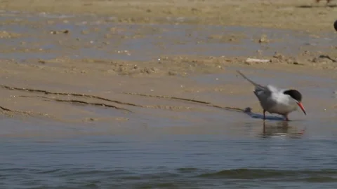 Common Tern (Sterna hirundo) drinks from a fresh water channel near the sea Stock Footage 261152720