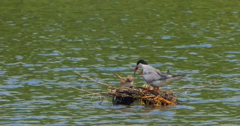 A Common Tern Sterna hirundo feeds its young at the nest in slow motion. Stock Footage 340774167