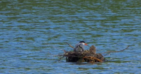 A Common Tern Sterna hirundo feeds its young at the nest in slow motion. Stock Footage 340774353