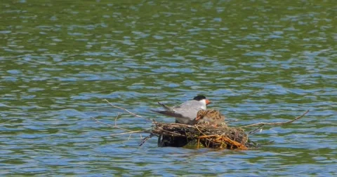 A Common Tern Sterna hirundo feeds its young at the nest in slow motion. Stock Footage 340774770