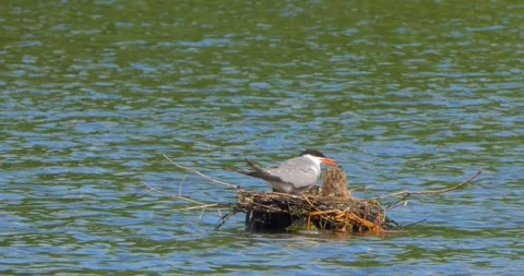 A Common Tern Sterna hirundo feeds its young at the nest in slow motion. Stock Footage 340775456