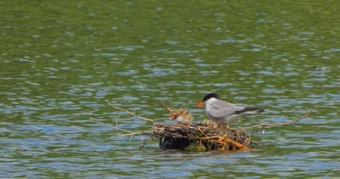 A Common Tern Sterna hirundo feeds its young at the nest in slow motion. Stock Footage 340775674