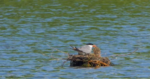 A Common Tern Sterna hirundo feeds its young at the nest in slow motion. Stock Footage 340775985