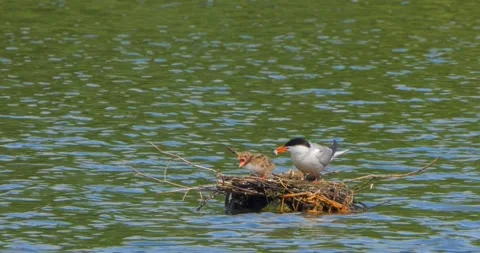 A Common Tern Sterna hirundo feeds its young at the nest in slow motion. Stock Footage 340776221