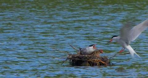 A Common Tern Sterna hirundo feeds its young at the nest in slow motion. Stock Footage 340776527