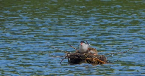 A Common Tern Sterna hirundo feeds its young at the nest in slow motion. Stock Footage 340776645