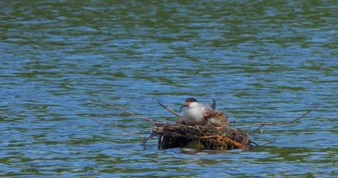 A Common Tern Sterna hirundo feeds its young at the nest in slow motion. Stock Footage 340776820