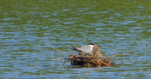 A Common Tern Sterna hirundo feeds its young at the nest in slow motion. Stock Footage 340776923