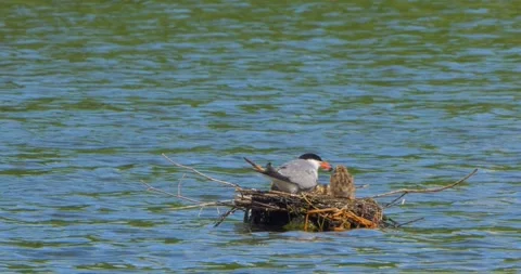 A Common Tern Sterna hirundo feeds its young at the nest in slow motion. Stock Footage 340777297