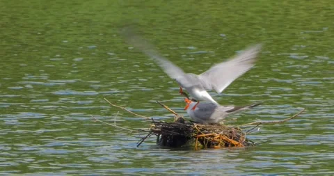 A Common Tern Sterna hirundo feeds its young at the nest in slow motion. Stock Footage 340777442