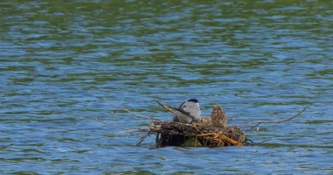A Common Tern Sterna hirundo feeds its young at the nest in slow motion. Stock Footage 340777513