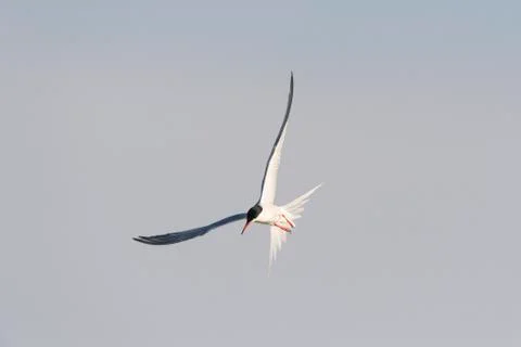 Common tern (Sterna hirundo) in flight, sunlit against a grey sky at Lake Stock Photos
