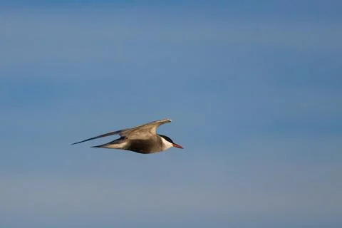 Common Tern Sterna hirundo flying with negative space Фото