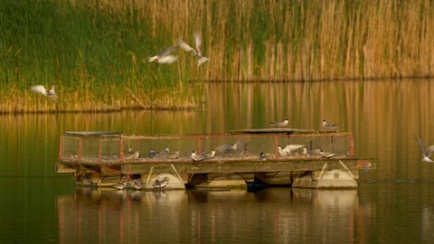 Common tern (Sterna hirundo) Stock-Footage 91571862