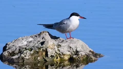 Common Tern - Sterna hirundo.  Stock-Footage 231162554