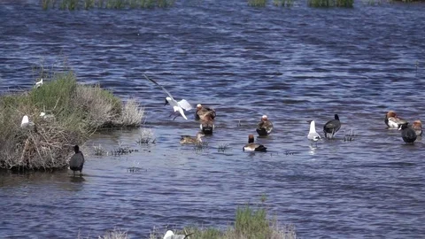 Common Tern (Sterna hirundo hirundo) lands in the water among some ducks Video stock 76934560