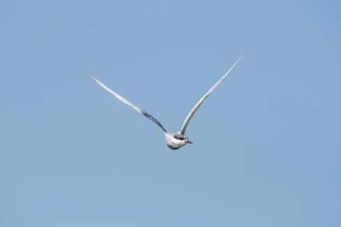 Common tern (Sterna hirundo) hovering and searching for fish. Stock Photos