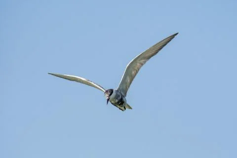 Common tern (Sterna hirundo) hovering and searching for fish. Stock Photos