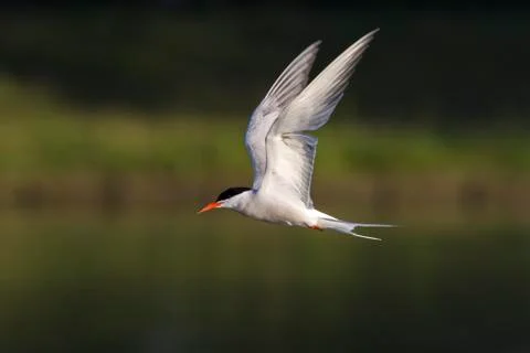 Common Tern, Sterna hirundo, hunting Stock Photos