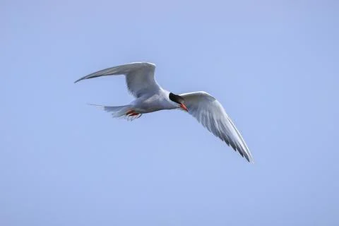 Common Tern, Sterna hirundo, hunting Stock Photos