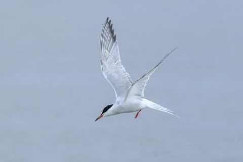 Common Tern, Sterna hirundo, hunting Stock Photos