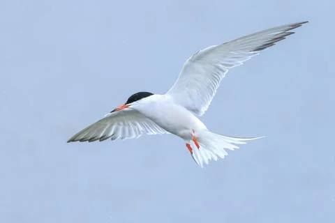 Common Tern, Sterna hirundo, hunting Stock Photos
