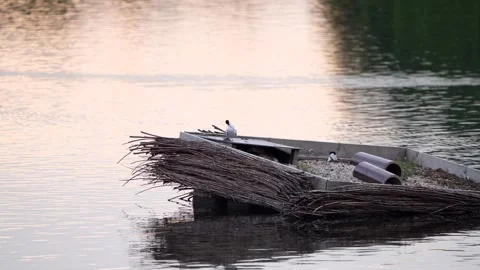 Common tern (Sterna hirundo) on island Stock Footage 245495979