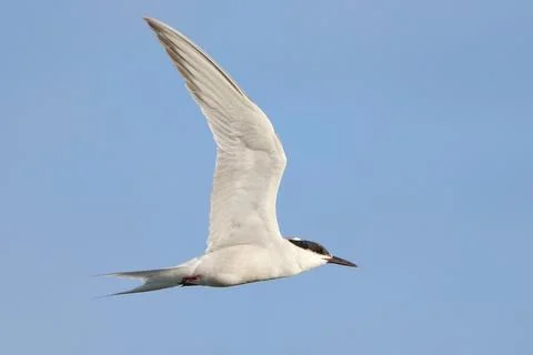 Common Tern (Sterna hirundo), isolated, flying over blue sky Stock Photos