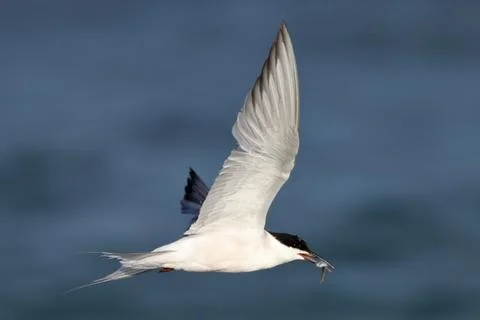 Common Tern (Sterna hirundo), isolated, flying over blue sky Stock-Fotos