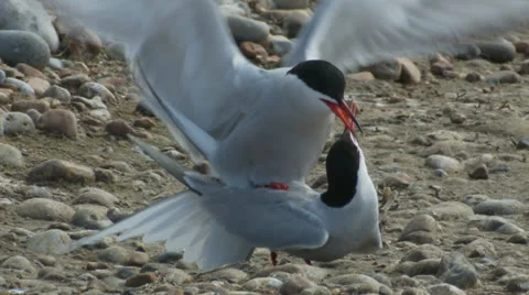 Common Tern (Sterna hirundo) mating on beach Stock Footage 25986657