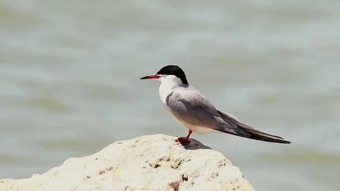 Common tern / Sterna hirundo in natural habitat Stock Footage 76126629