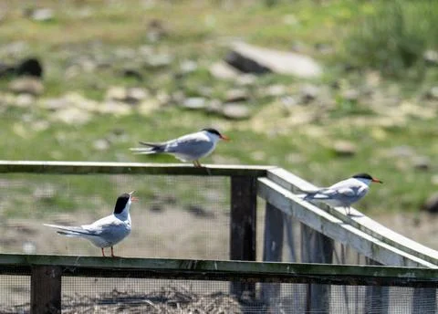 Common Tern; Sterna hirundo on a nesting platform at Conder Green, Lancashire Stock Photos