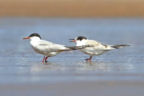 Common tern (sterna hirundo) Stock Photos