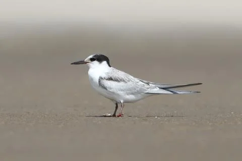 Common tern (sterna hirundo) Stock Photos