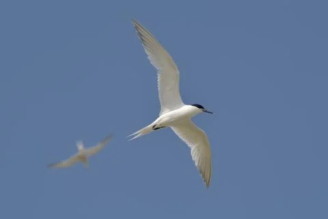 Common tern (sterna hirundo) Stock Photos