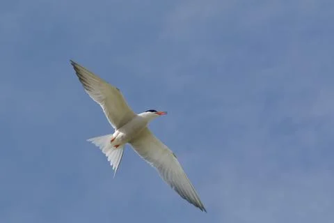 Common tern (sterna hirundo) Stock Photos