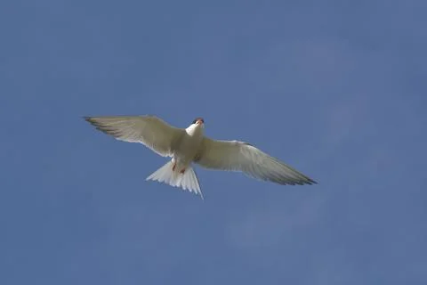 Common tern (sterna hirundo) Stock Photos