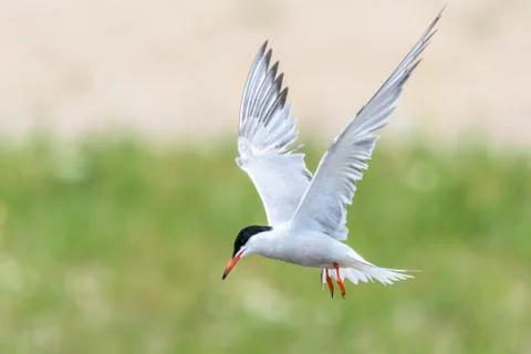 Common tern - Sterna hirundo Stock Photos