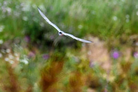 Common tern - Sterna hirundo Stock Photos