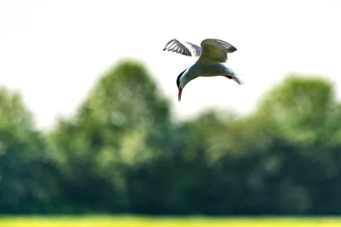 Common tern - Sterna hirundo Stock Photos