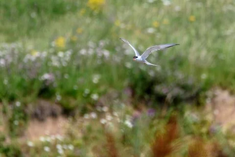 Common tern - Sterna hirundo Stock Photos