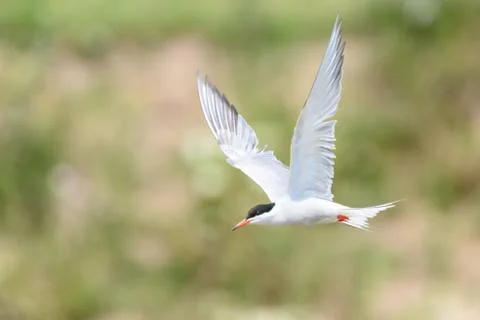 Common tern - Sterna hirundo Stock Photos