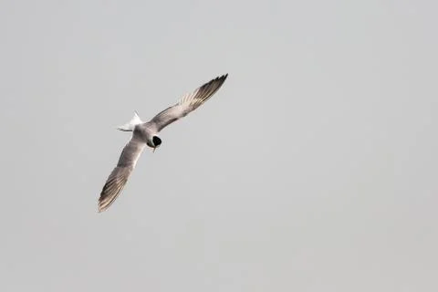 Common tern - Sterna hirundo Stock Photos