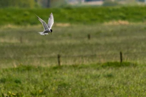 Common tern - Sterna hirundo Stock Photos