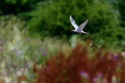 Common tern - Sterna hirundo Stock Photos