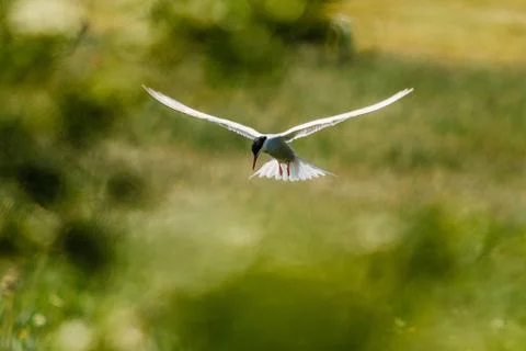 Common tern - Sterna hirundo Stock Photos