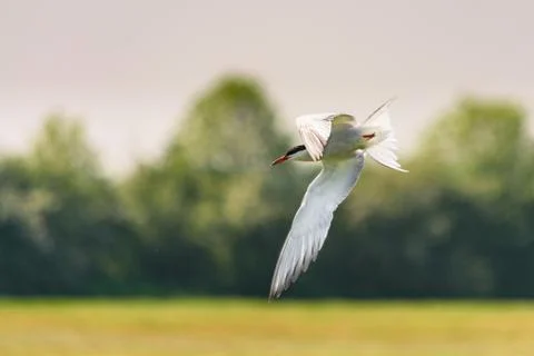 Common tern - Sterna hirundo Stock Photos