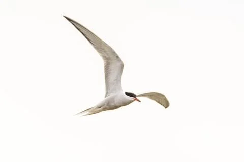 Common tern - Sterna hirundo Stock Photos